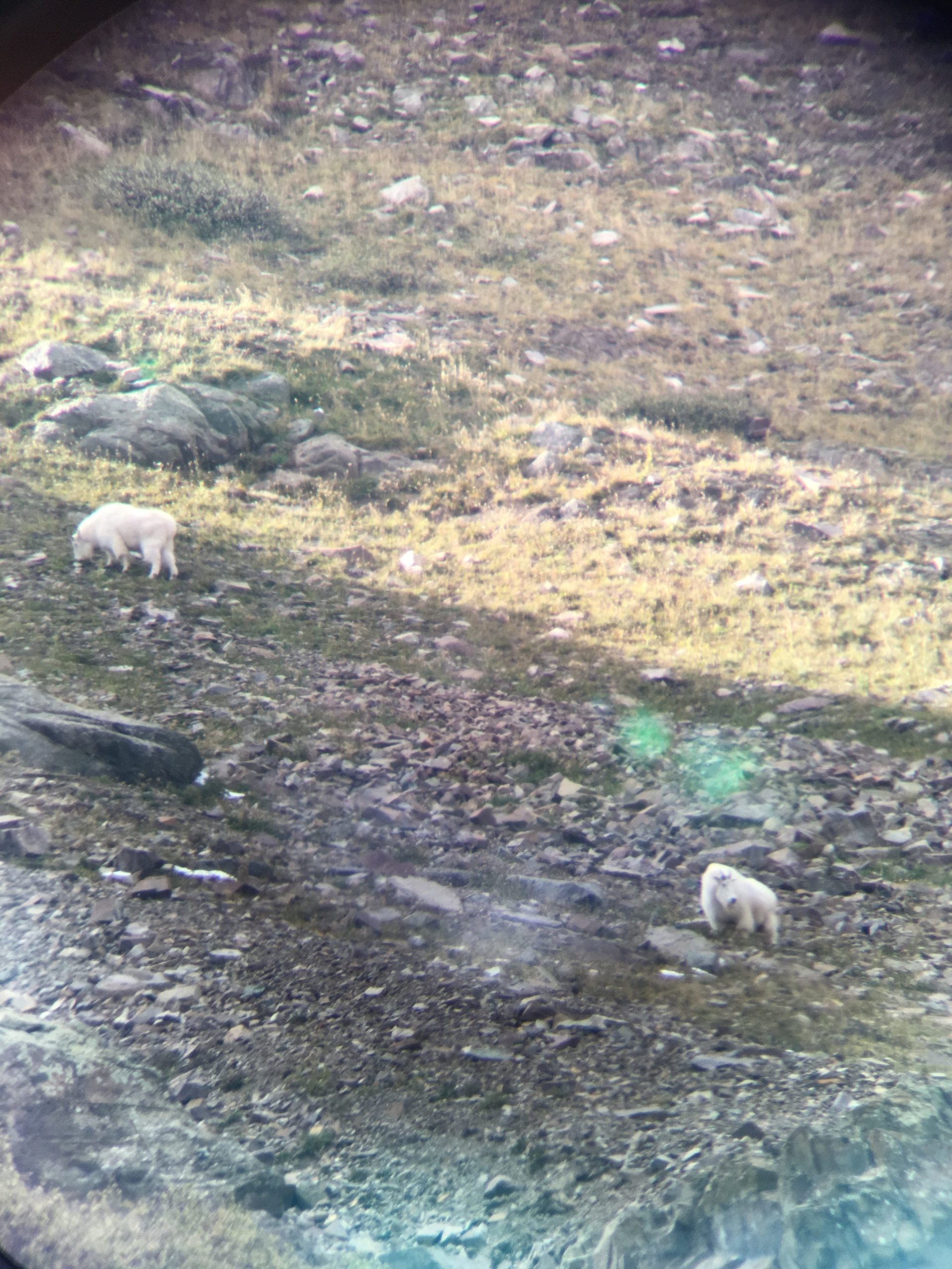 Mountain Goat Sex Identification And Field Judging Pursuit With Cliff