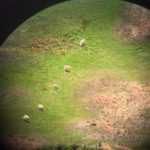 Mountain Goat Sex Identification And Field Judging Pursuit With Cliff