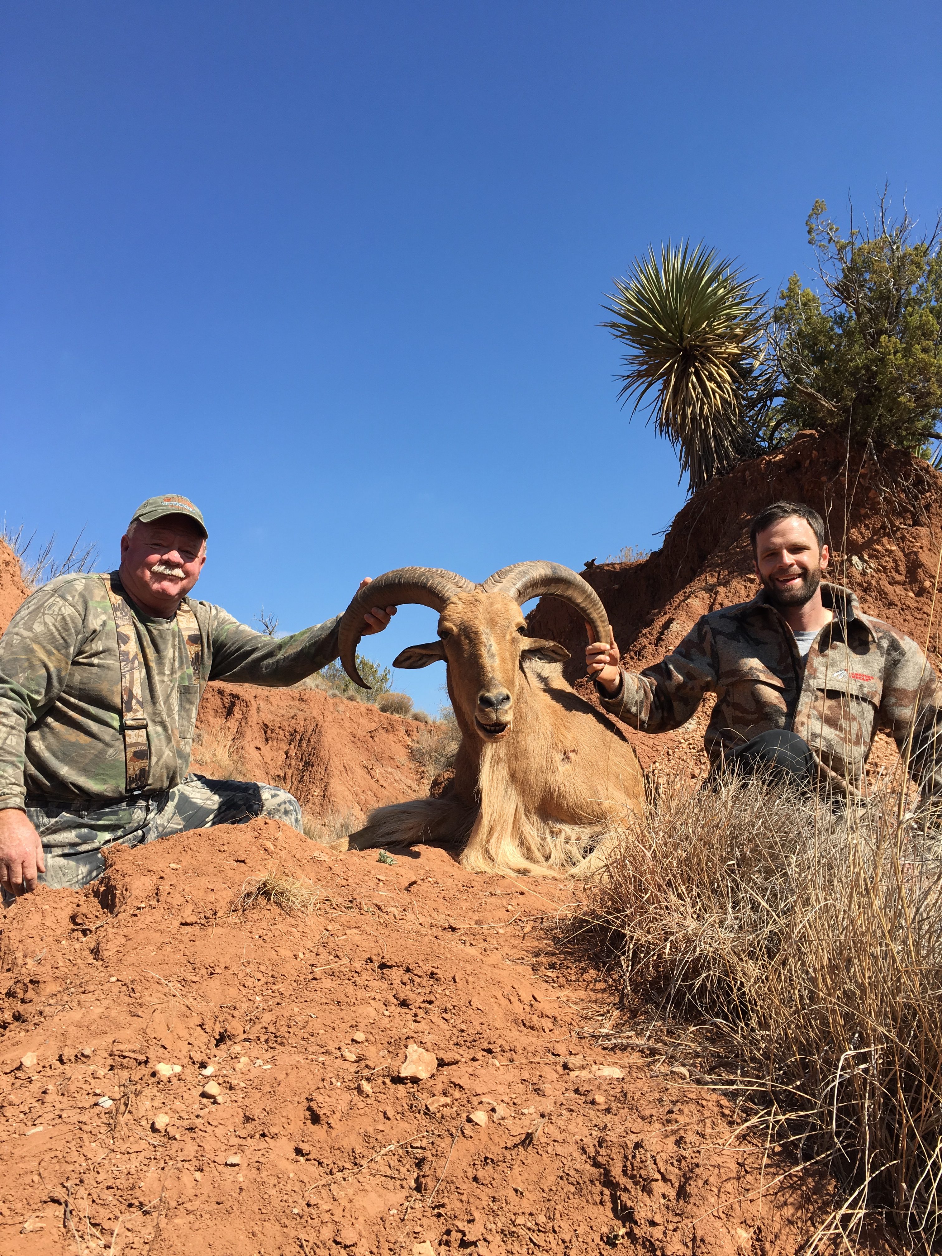 Aoudad Behavior and Hunting Strategy
